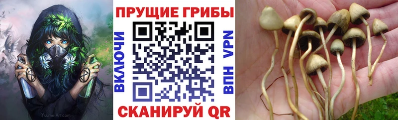 Псилоцибиновые грибы Psilocybine cubensis  Купить где  Заринск 
